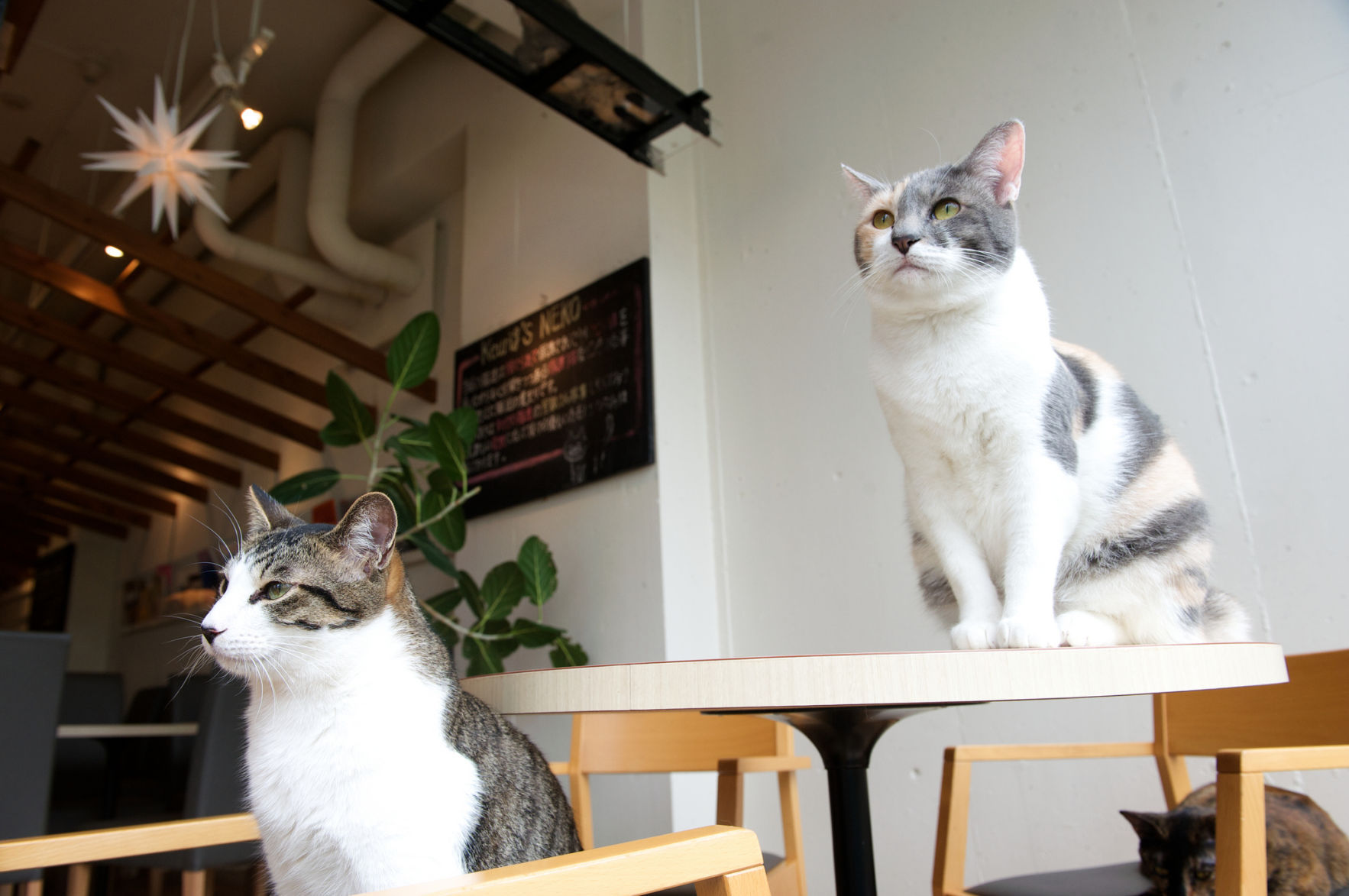 Cat Cafe on tables